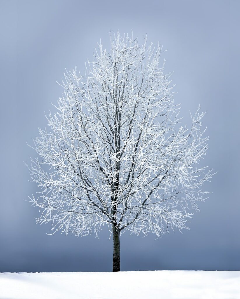 winter, tree, snow, frost, frosty, bare tree, single tree, branches, nature, tree branches, hoarfrost, alone, cold, frozen